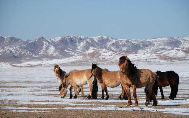 монгольская порода лошадей