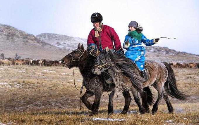 вес монгольских лошадей