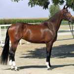 Голландская теплокровная лошадь: описание, характеристика, история возникновения породы