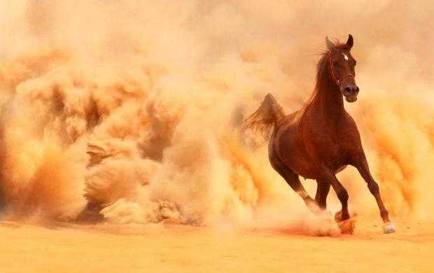 Какую скорость может развивать лошадь