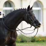 Русская верховая порода лошадей: описание, характеристики, история породы. Спортивные лошади