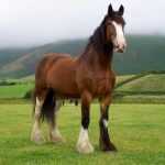 Самая высокая лошадь в мире. Крупные породы лошадей