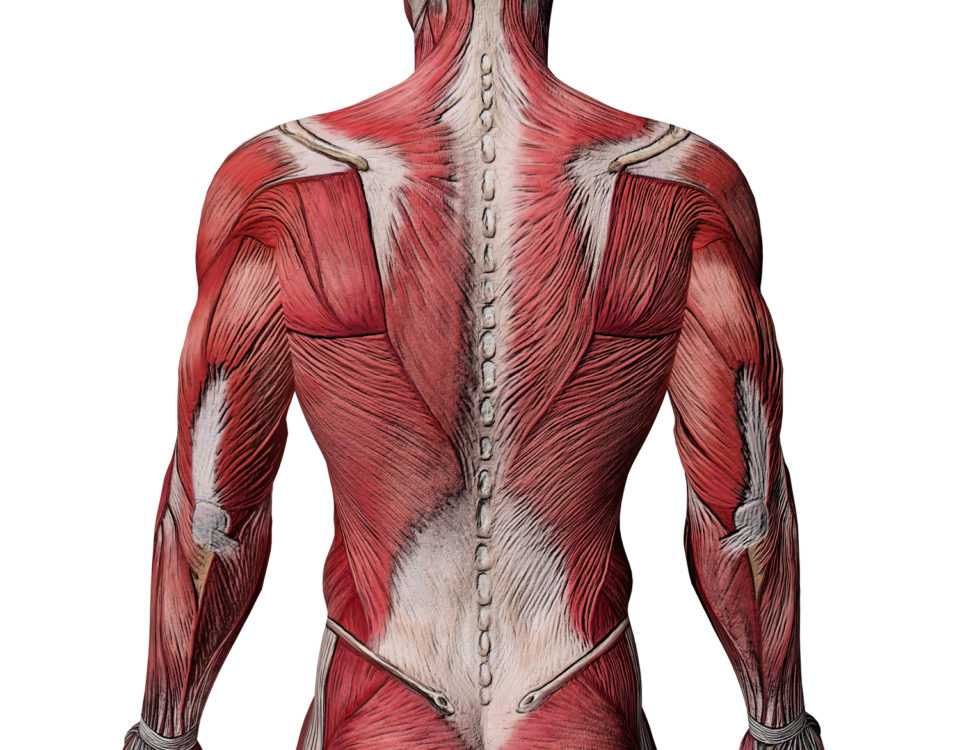 Как сделать широкую спину