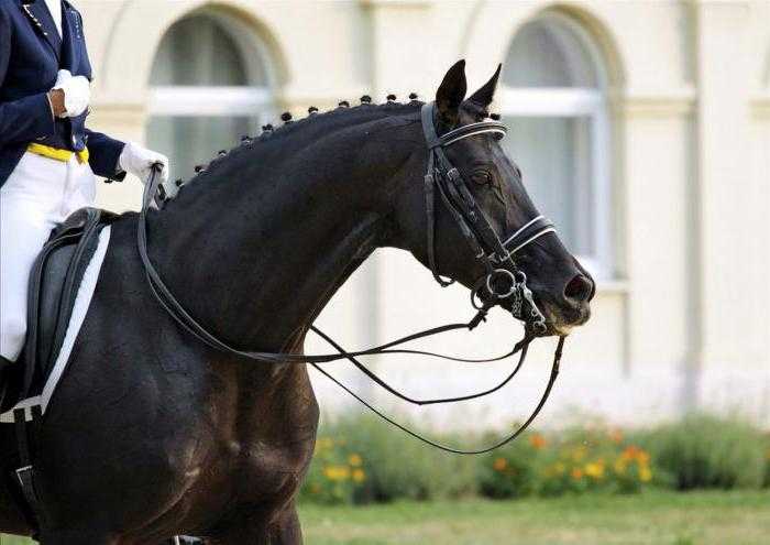 чистокровная русская верховая порода лошадей