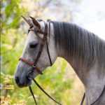 Терская порода лошадей: описание, характеристика, оценка экстерьера