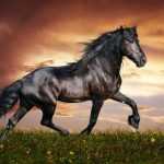 Самая быстрая лошадь в мире: мощность, которая неподвластна человеку
