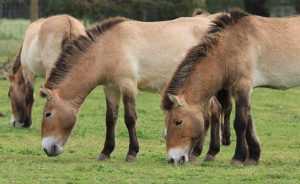 Лошадь монгольская: описание и особенности