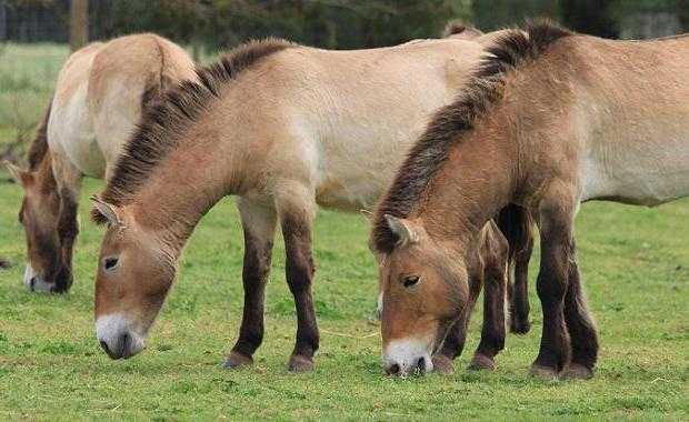 лошадь монгольская
