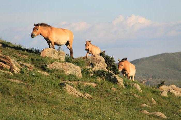 монгольская лошадь фото