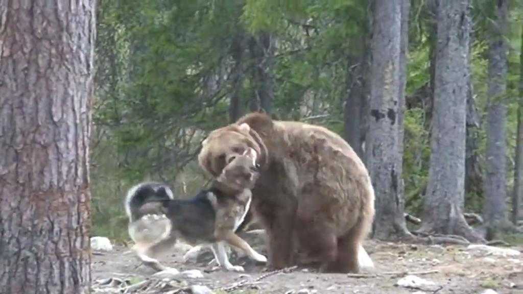 собака с медведем