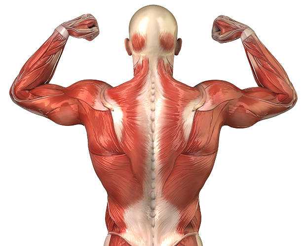 Тренировка широчайших мышц спины