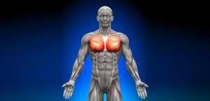 Программа тренировки грудных мышц: комплекс упражнений и их эффективность
