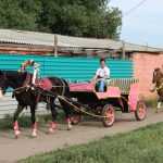 Омский ипподром: история возникновения, услуги и продажа лошадей