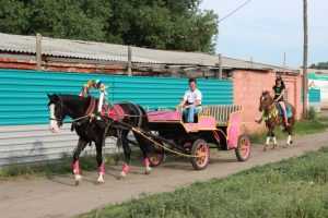 Омский ипподром: история возникновения, услуги и продажа лошадей